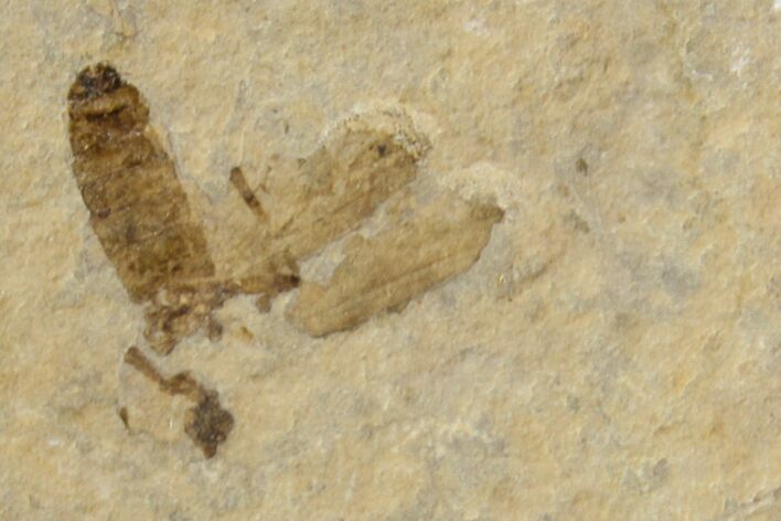 Fossil March Fly (Plecia) - Green River Formation #154427